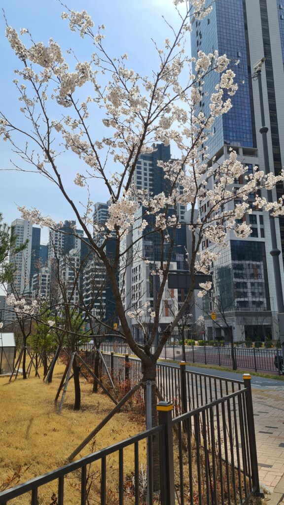 A tree with cherry blossom in Sejong City 