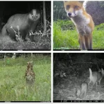 Four photographs of animals, including a fox, a badger, a bird and monkjacks.