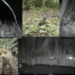 Six photographs of animals, including a fox, a badger, a hedgehog, etc.