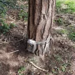 A photography of a wild life camera (grey box) tied to a tree in a park